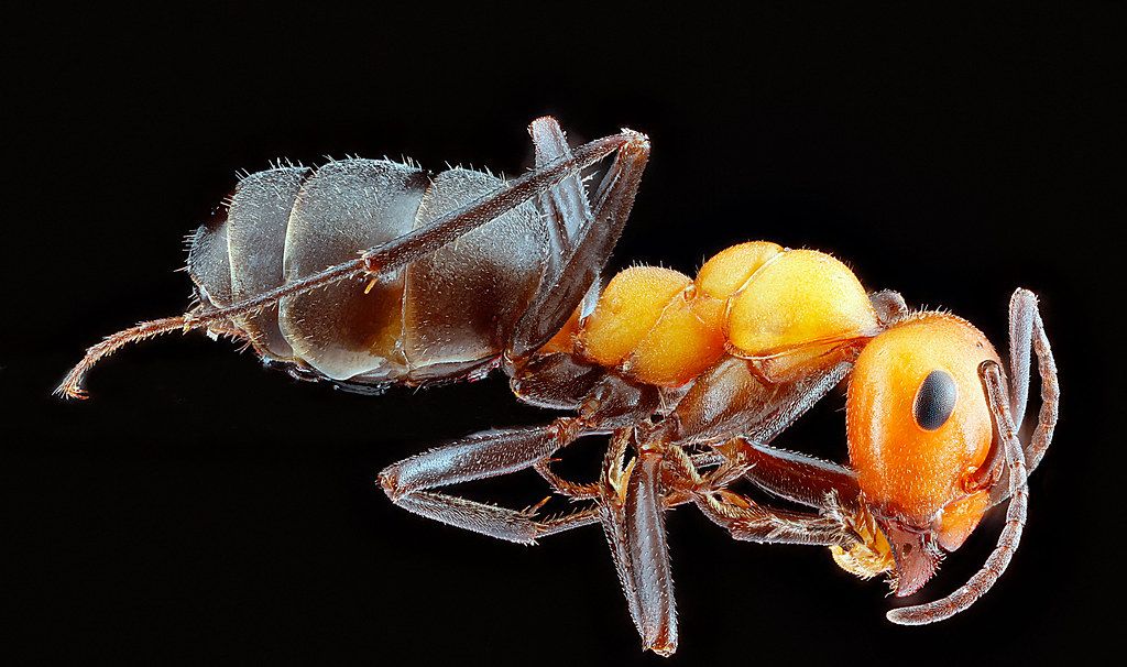 Ant Control service in Duluth, MN