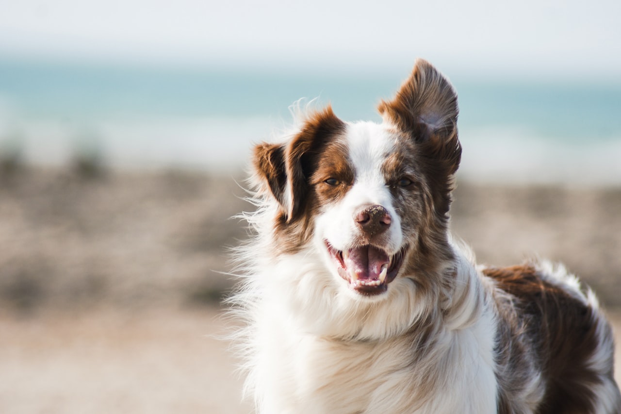 Flea & Tick Control service in Duluth, MN