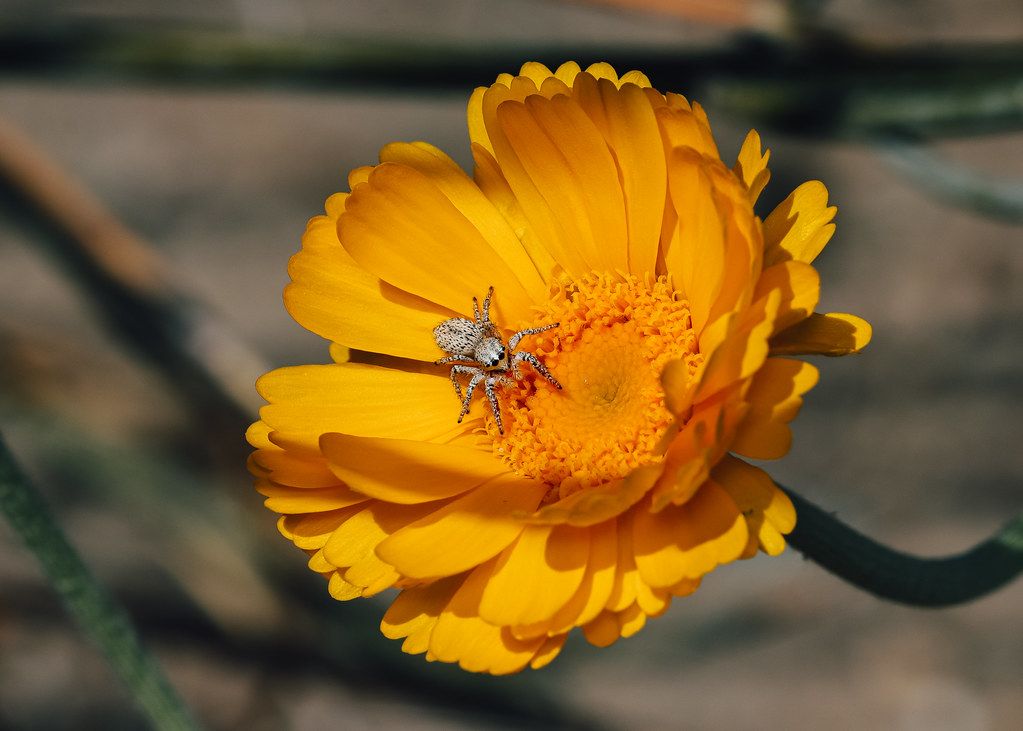 Spider Control service in Duluth, MN